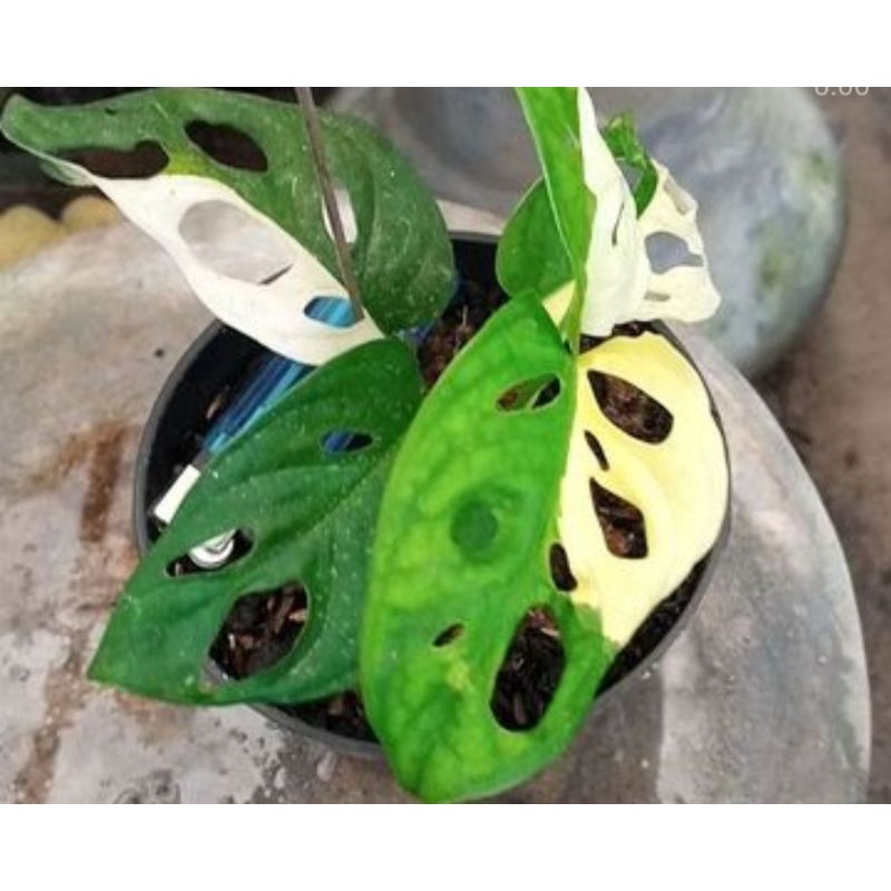 Bibit Bonggol Monstera Adansoni variegata-janda bolong jepang