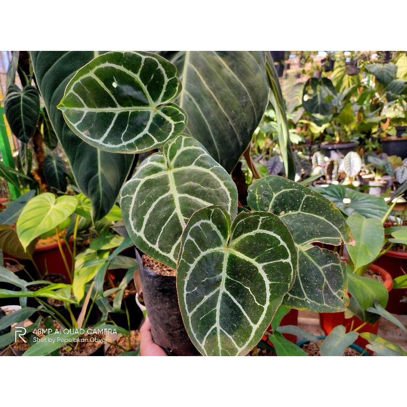 Anthurium Clarinervium hybrid X crystalinum besar