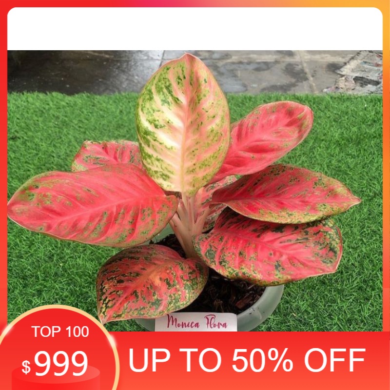 Aglonema Wulandari Anakan/Baby