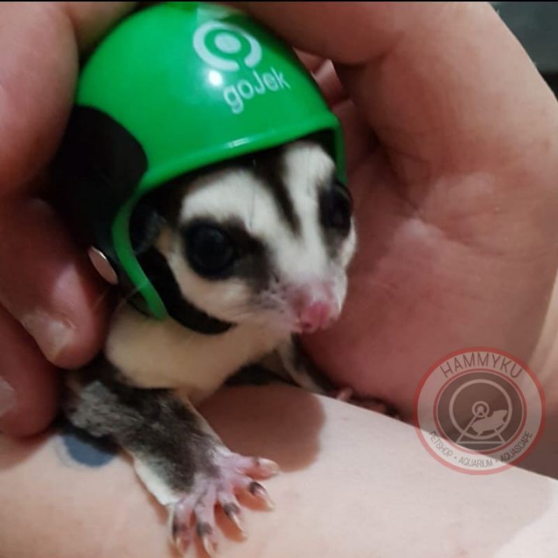 SUGAR GLIDER - MAINAN SUGAR GLIDER - AKSESORIS SUGAR GLIDER