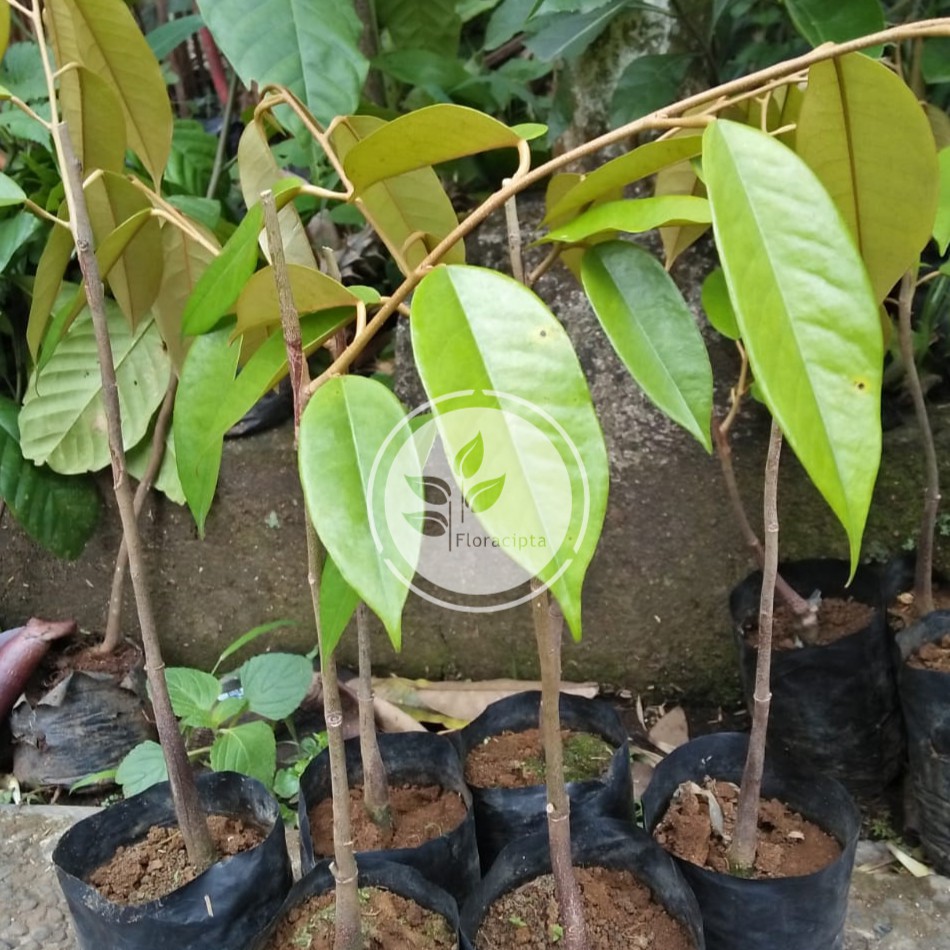 Bibit Durian Bawor Pohon Durian Bawor Bibit Duren Bawor Kaki Tunggal