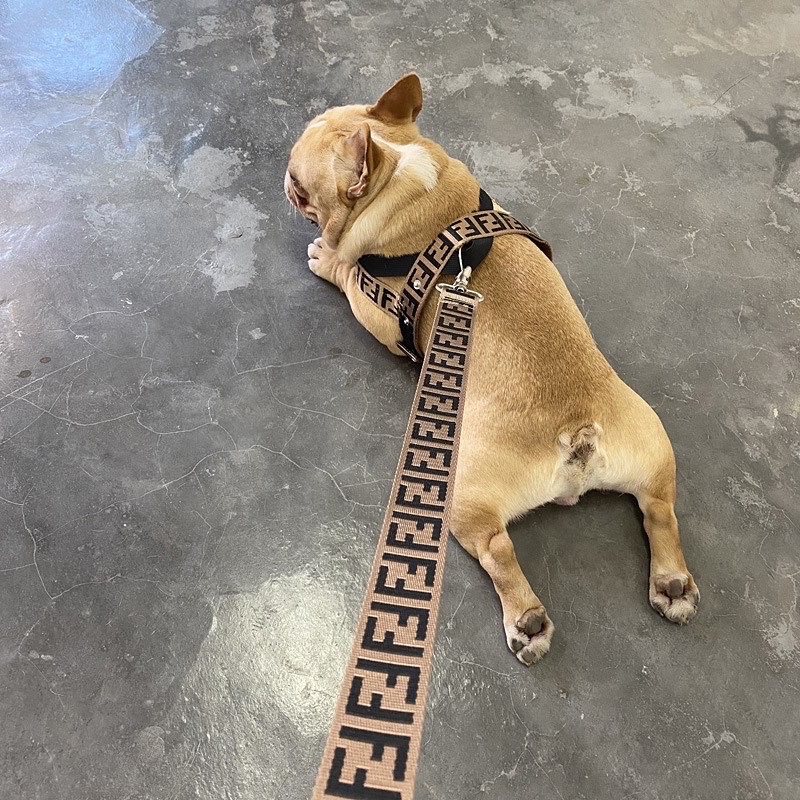 Fendogie premium harness