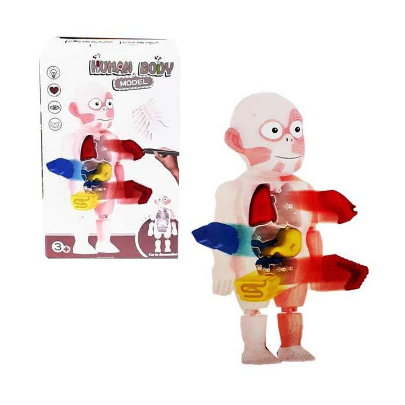 puzzle 3D Human Body Model