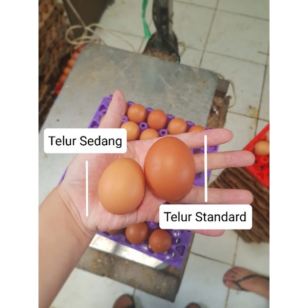 

RB TELUR AYAM NEGRI KECIL ISI 17-18 BUTIR PER-KG