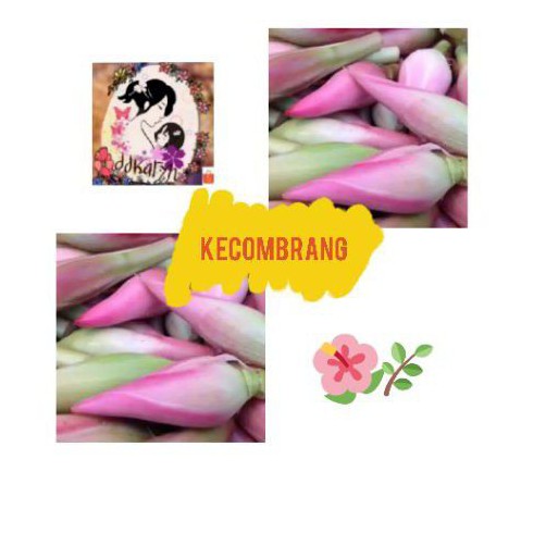 

1/2kg kecombrang/kincung