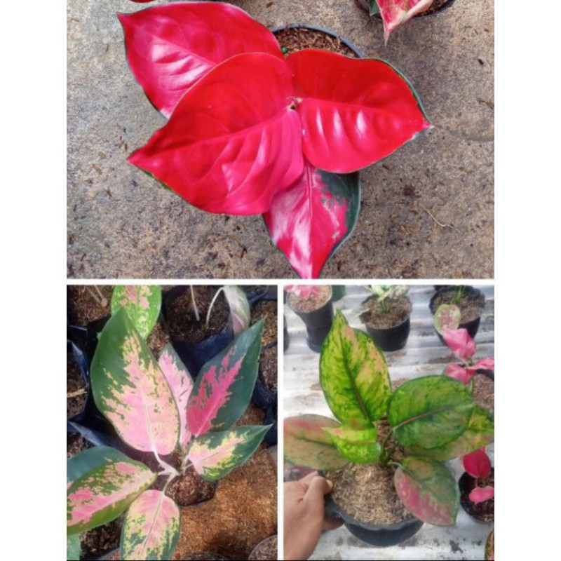 aglonema paket suksom jaipong,hengheng ,red kocin