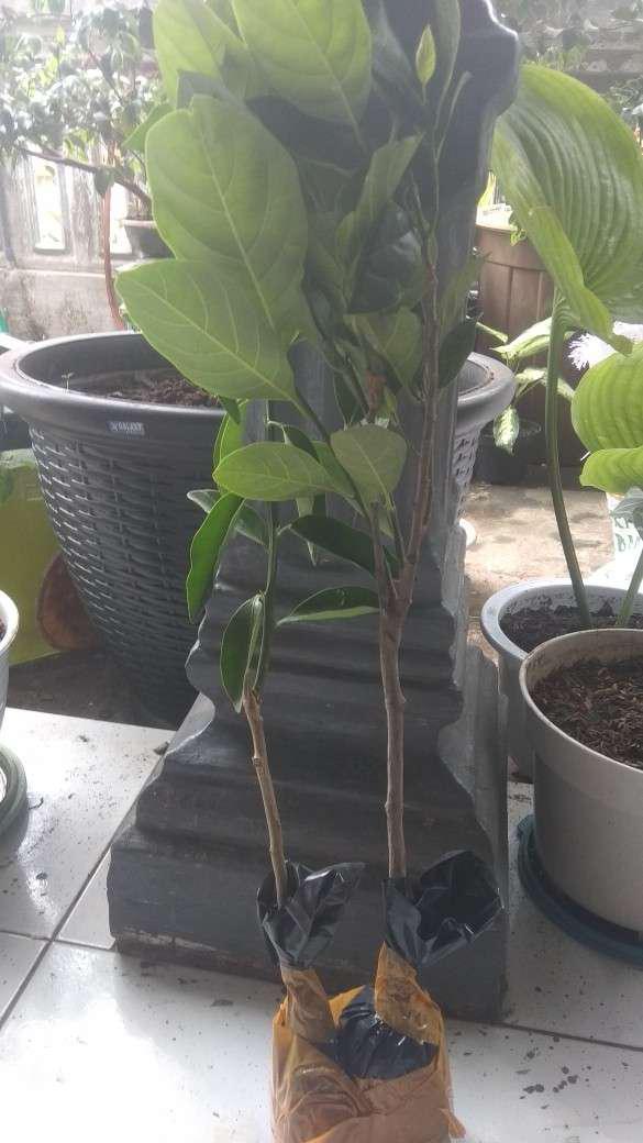 Bibit Nangka Madu Unggul