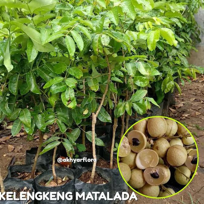 UNGGULAN BIBIT BUAH KELENGKENG MATALADA TANAMAN BUAH KELENGKENG MATALADA #_#