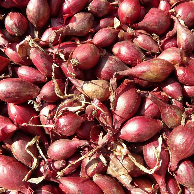 BAWANG DAYAK 50 KAPSUL / DIABETS MAAG KOLESTEROL KANKER BATU GINJAL STROKE dll.