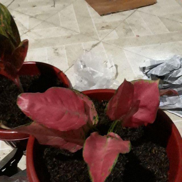 Tanaman Hias Indoor Aglaonema Dud Anjamani