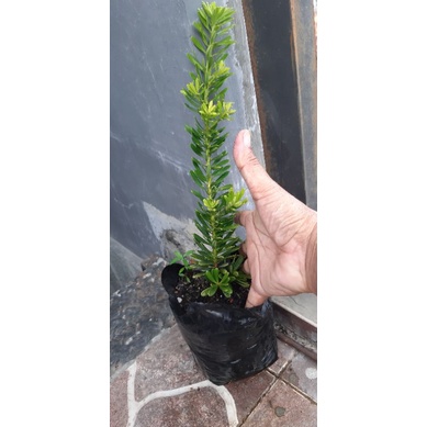 bahan bonsai lohansung cincuan stek