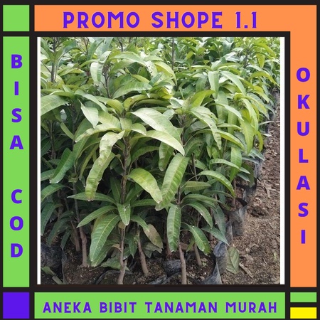 Bibit Tanaman Mangga Madu Anggur