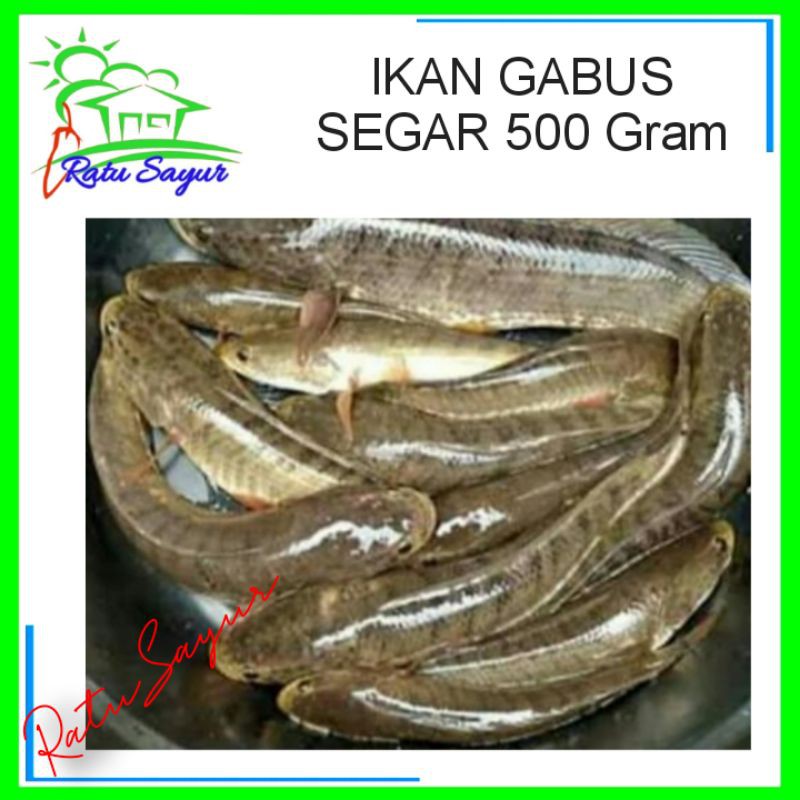 

IKAN GABUS SEGAR/Ratu Sayur Cikeas [500gram]