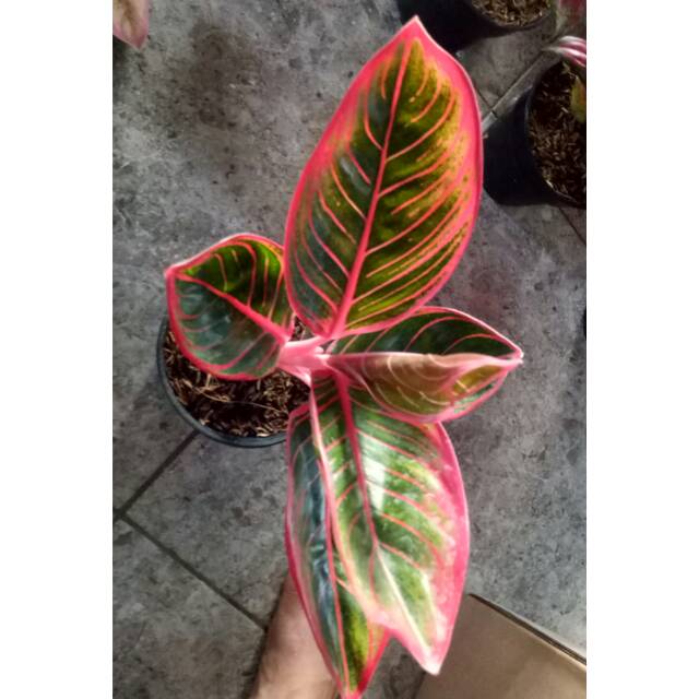 Promo tanaman hias aglonema kanza -bibit tanaman hias aglonema kanza-aglonema kanza murah