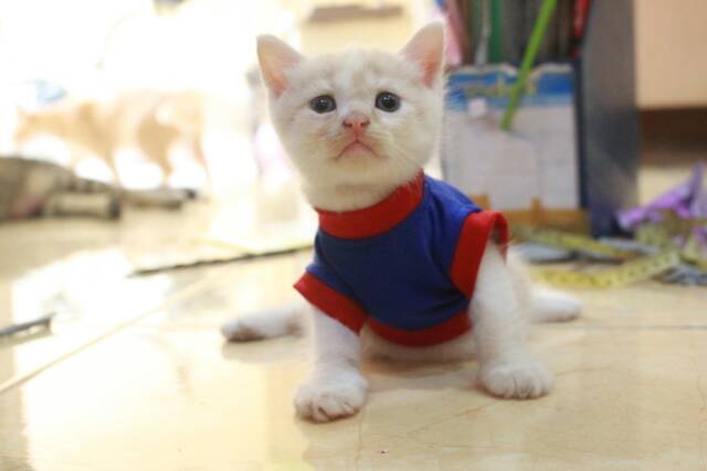 Kaos imut warna biru merah lucu untuk kucing dan anjing / baju kucing murah terlaris size S M L XL