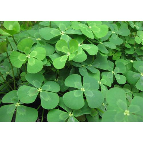 Lucky clover bibit benih tanaman rumput air seed aquascape aquarium