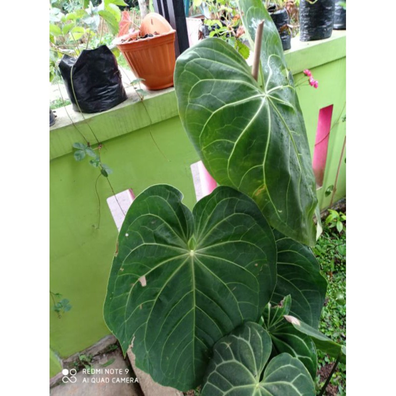 Anthurium Magnificum Verde