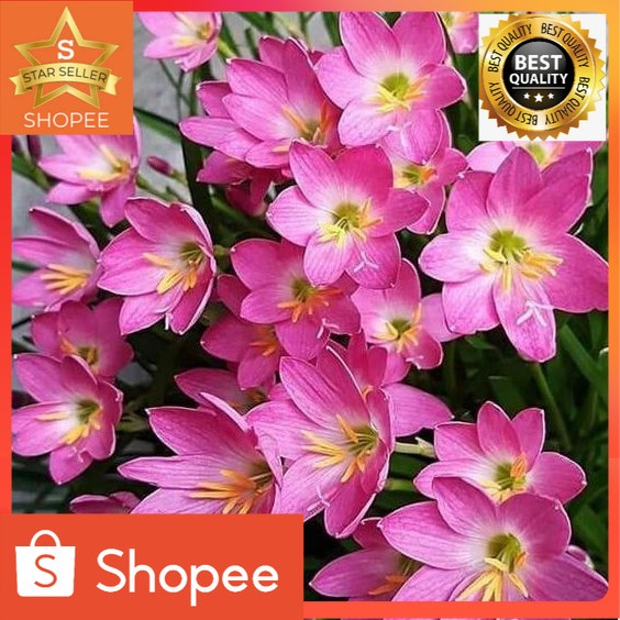 Tanaman Gantung Indoor Lily Tulip Pink Hias Bibit Tanaman Gantung
