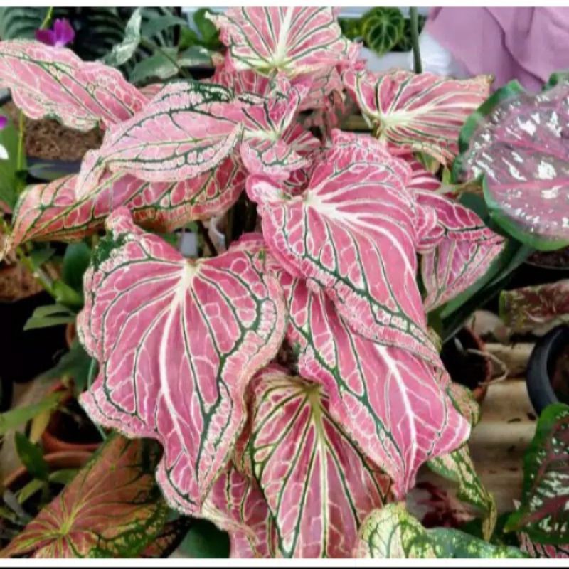 keladi Thai beauty caladium thai beauty keladi wayang/keladi batik/keladi pink beauty bibit