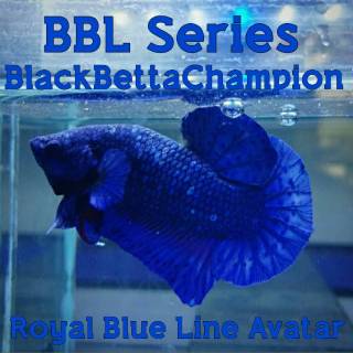 ikan cupang plakat blue black series royal blue line