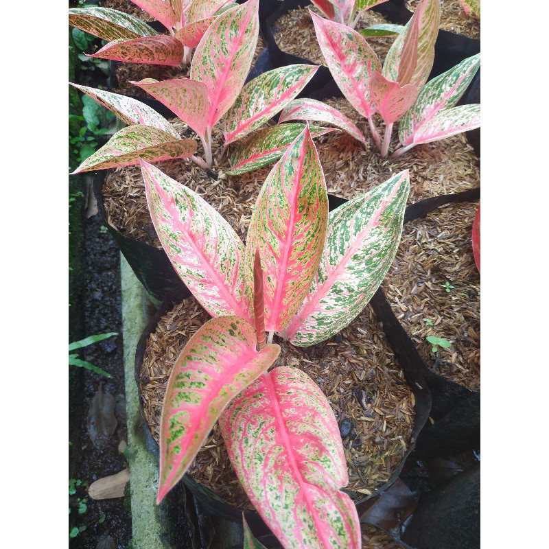 Aglaonema Red Legacy Tanian Lokal / Aglonema Legacy merah