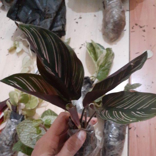 Aglonema Snow White-beras Tumpah