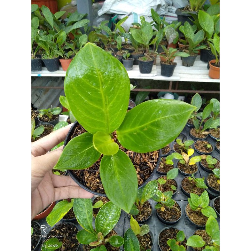 Anthurium Jemani Mangkok Cobra