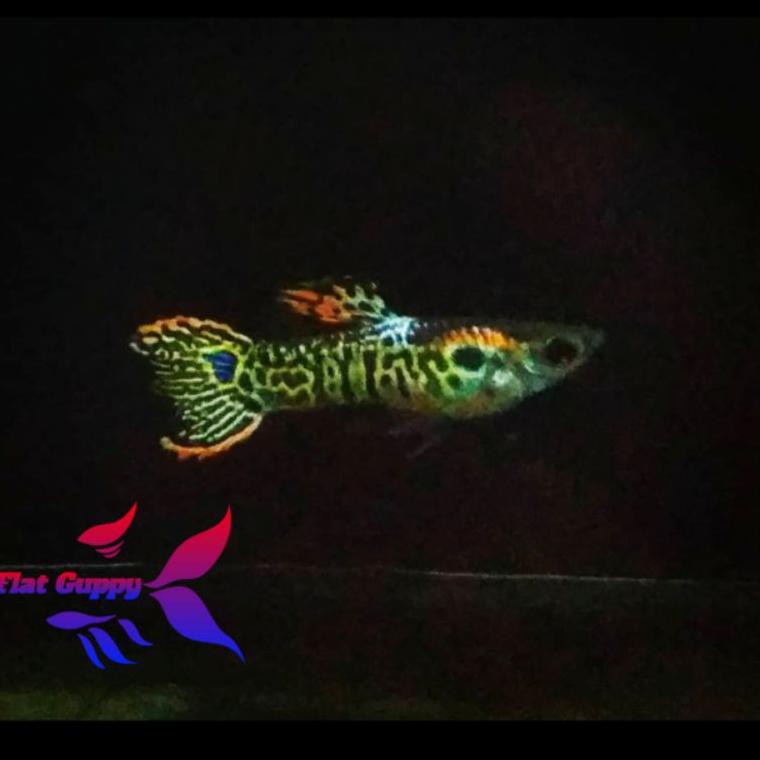 [AGEN] Ikan Hias Ikan Guppy Mini Tiger Ikan Aquarium