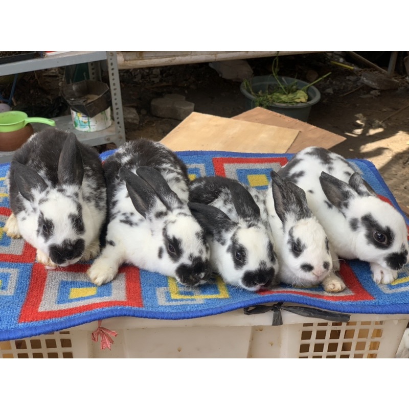 Kelinci Rex / Rek Bulu Karpet Anakan