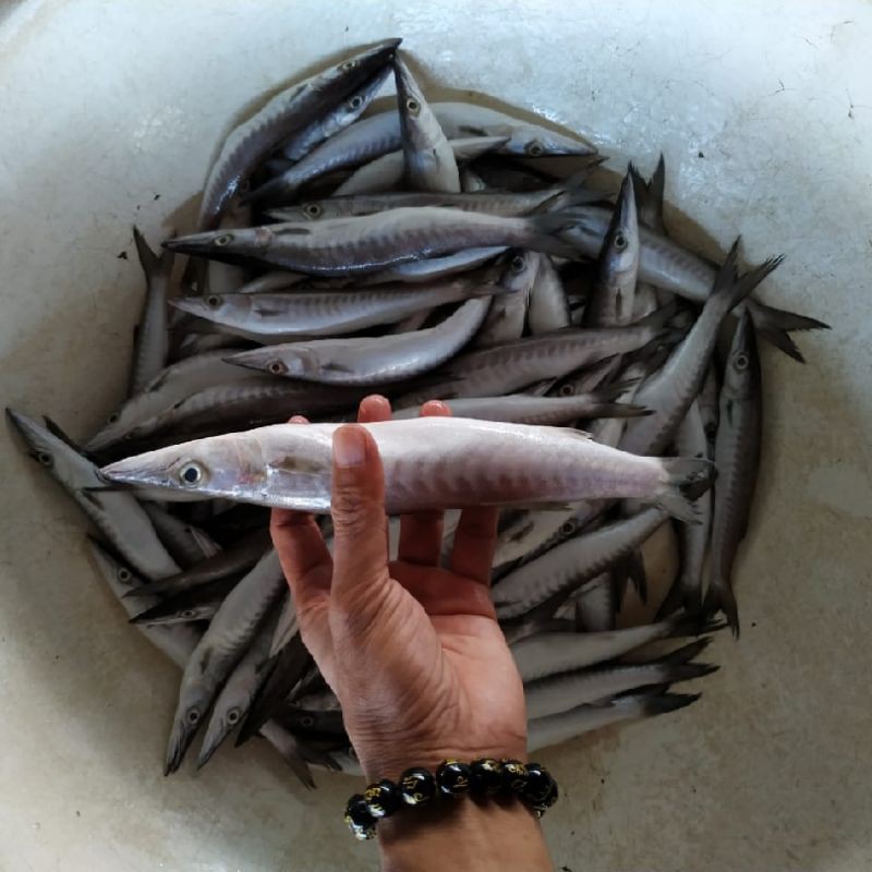 

Ikan Barakuda Ikan Alu Alu Segar 1 Kg