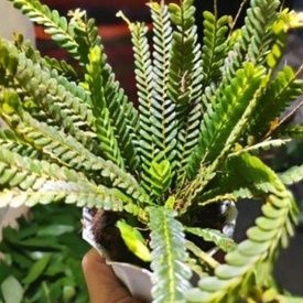 Rumpai pot bunga kuning