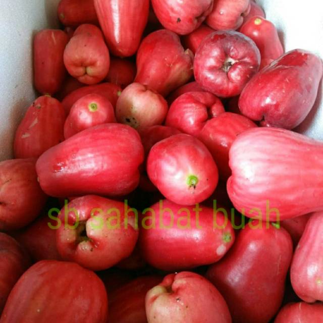 Buah jambu jamaika 1kg