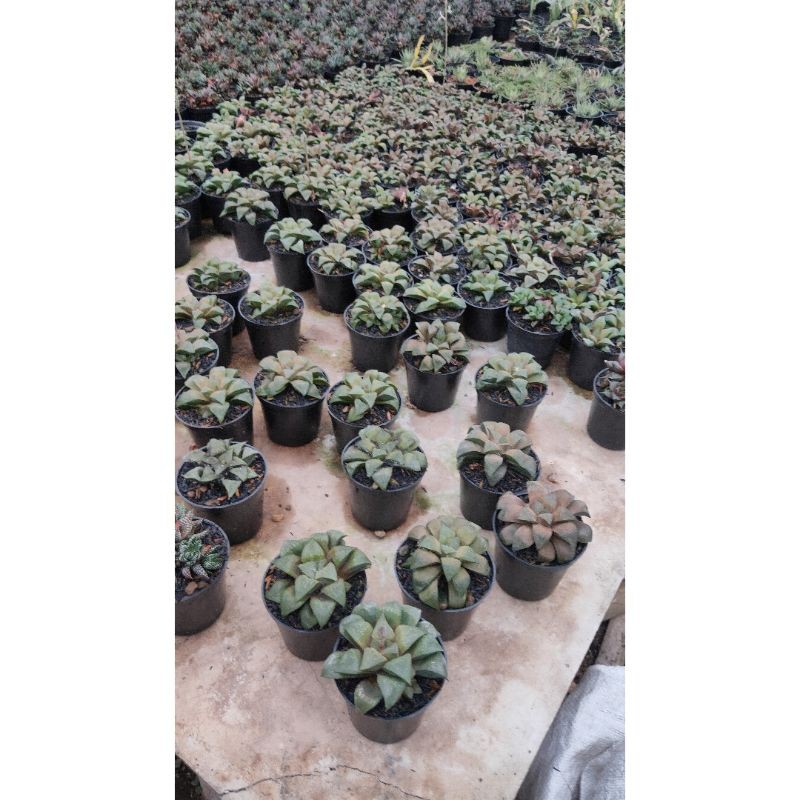 Haworthia silver mutica