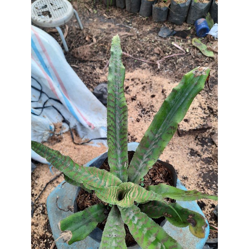 TANAMAN HIAS/BUNGA HIAS/BROMELIA TOKEK HIJAU/BROMELIA TOKEK