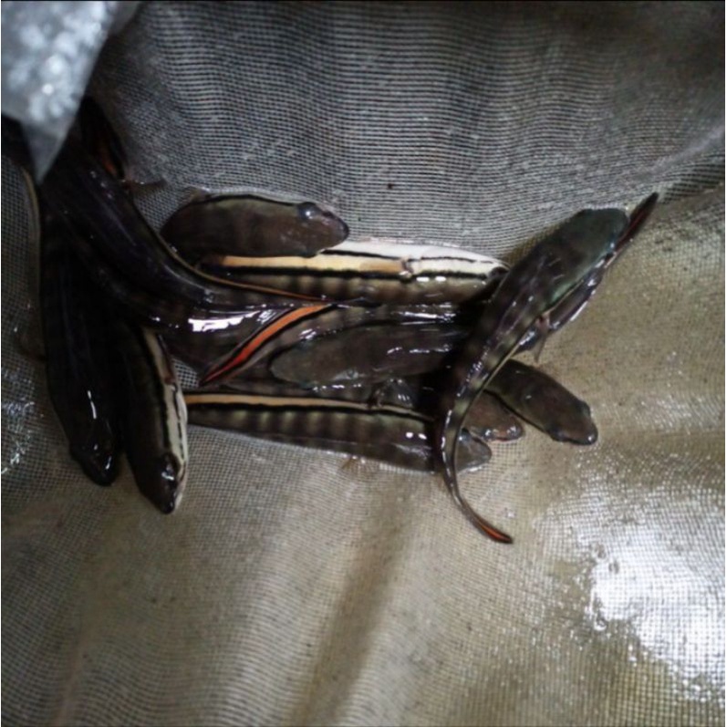 ikan gabus toman 13-15cm