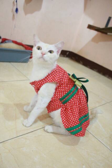 Dress red polkadot stroberry lucu untuk kucing dan anjing size S M L XL