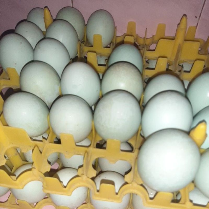 

TELUR ASIN ISI 10