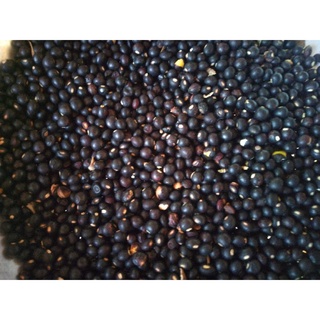 Jual Bibit Pohon Undis atau Biji Undes atau Bibit Kacang Undis Atau