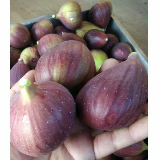 

Buah Tin fresh yordania organik 1kg