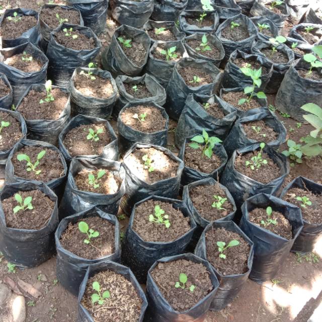 

Polibek Pohon Oyong Mini