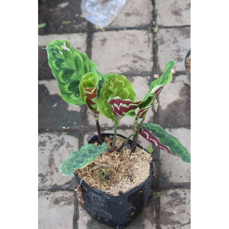 Calathea Peacock / Calathea Merak