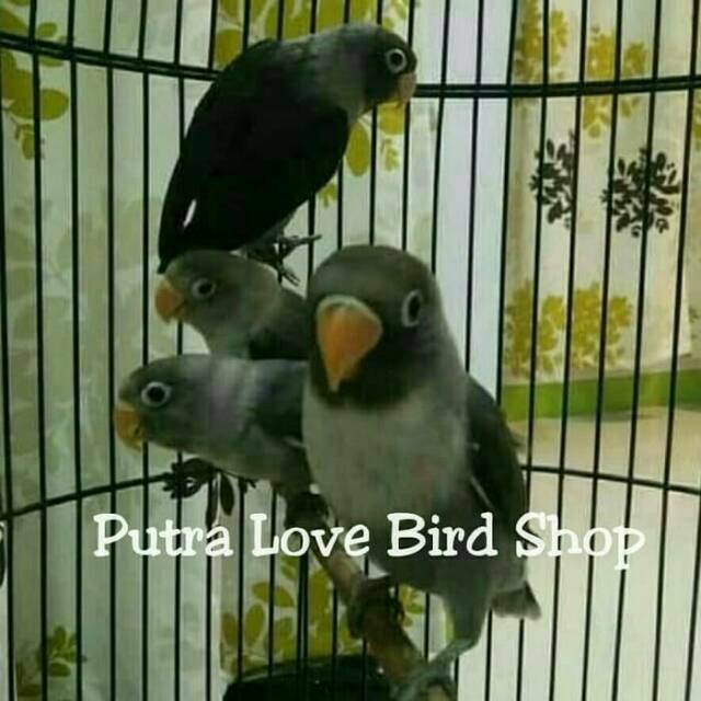 Love bird batman balibu (Paud)