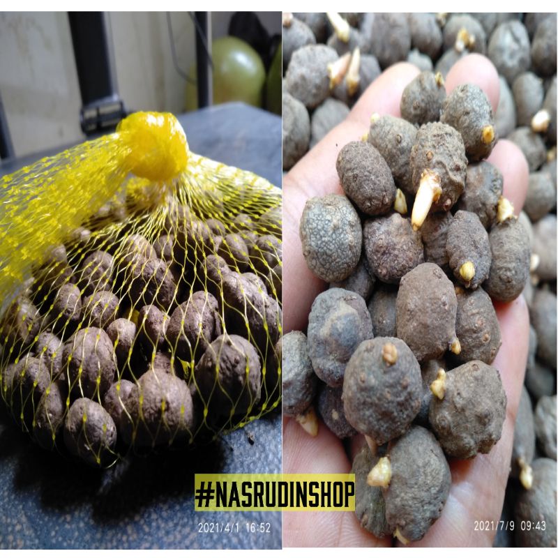 

[Fresh] BIBIT PORANG 1KG ISI 500-1000 BIJI KHUSUS JARING/POLIYNET BIBIT KATAK PORANG BIBIT UMBI