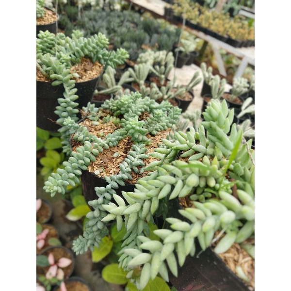 Tanaman Air mata bunda