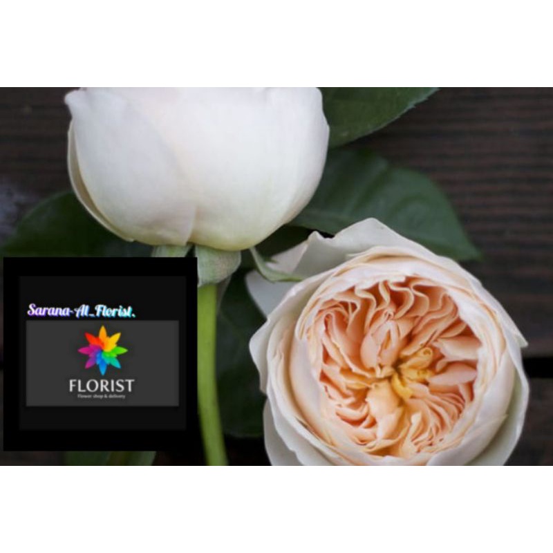 Bibit mawar Import David Austin