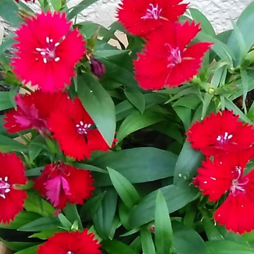 Tanaman Hias Tahan Panas Anyelir Bunga Merah Dianthus Rockin Red Shopee Indonesia