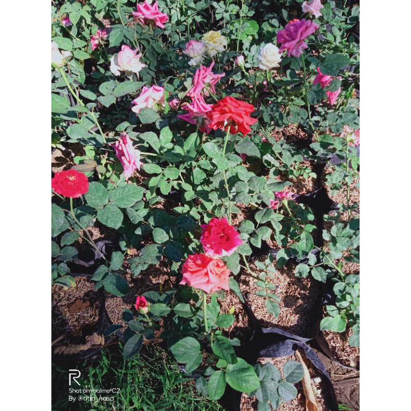 bibit tanaman bunga mawar kampung