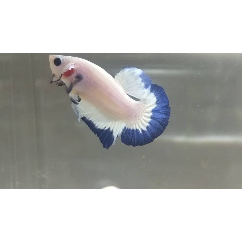 

Ikan Cupang Blue rim