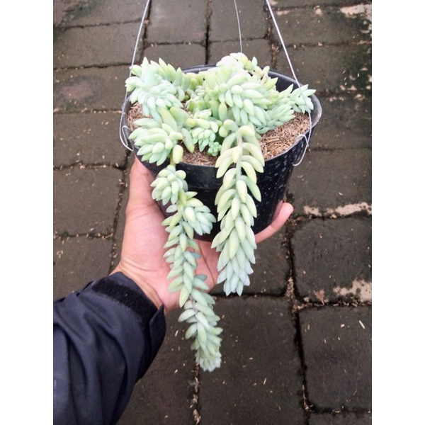 tanaman hias air mata ibu