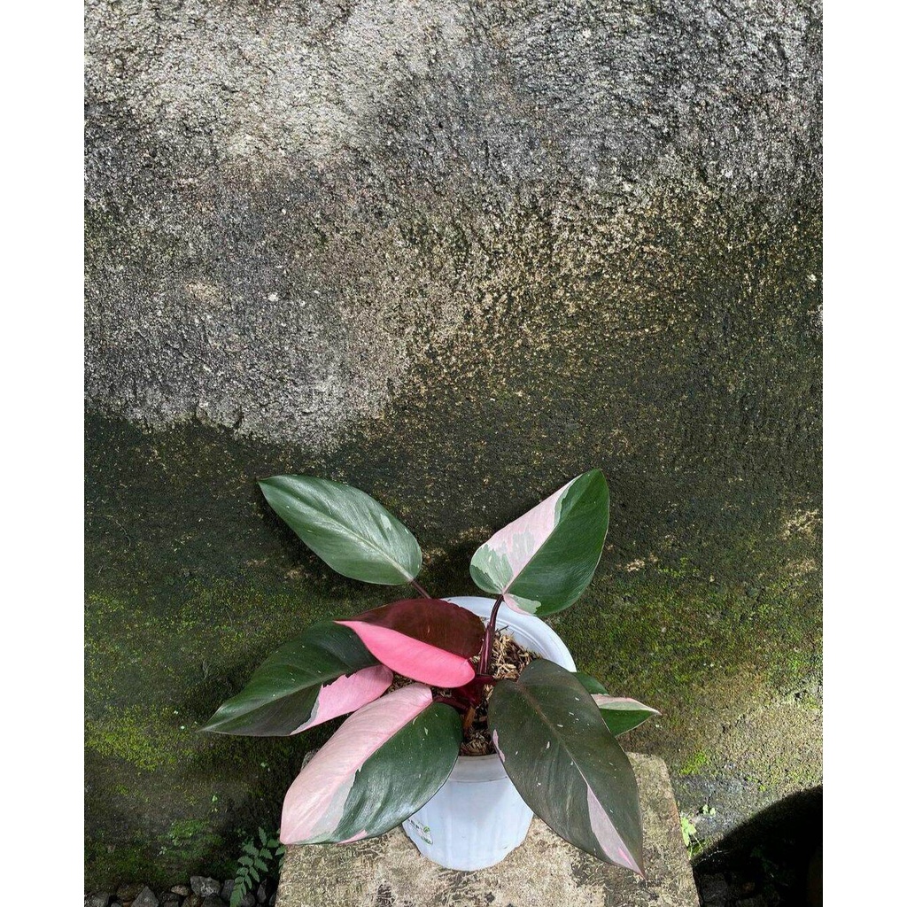 promo bonggol philodendron pink princes